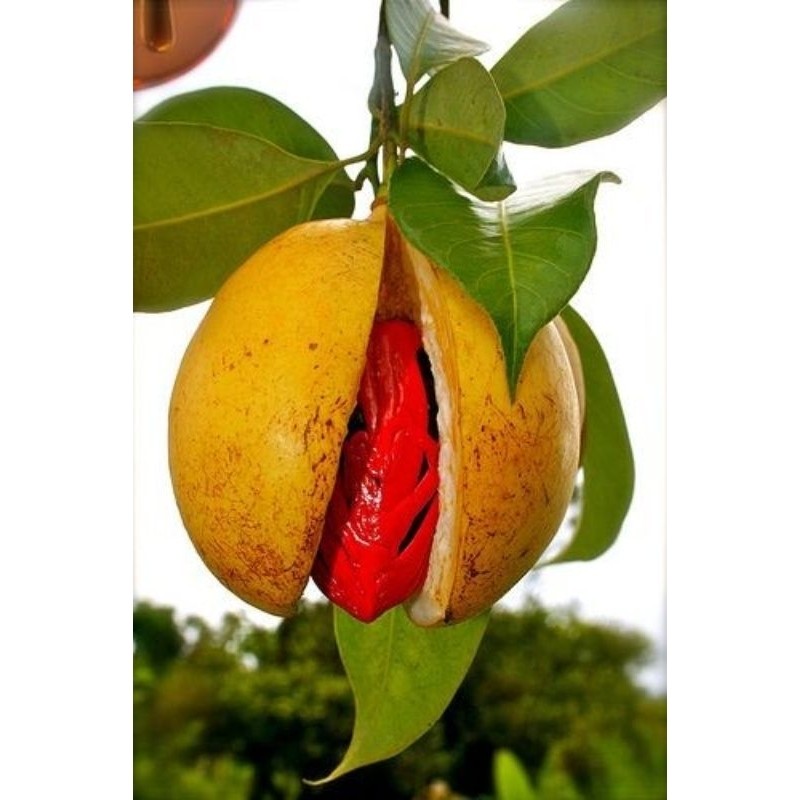 

buah pala segar 7000 /250gm