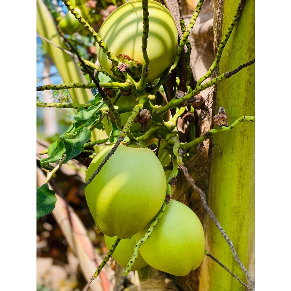 

Buah kelapa muda hijau segar satu buah