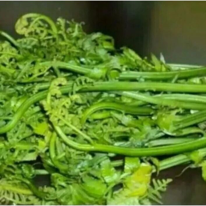 

Daun Pakis Sayur Segar Dan Prees Baru Dipetik 250GRAM