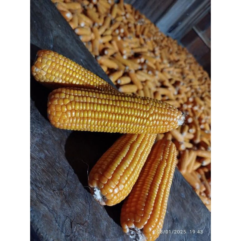 BENIH JAGUNG PERKASA 1KG