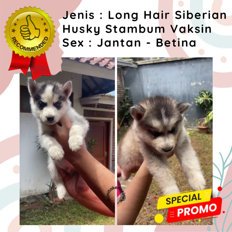 Anak Anjing Siberian Husky Long Hair Stambum Blue Eyes Jantan Flip Flop Betina