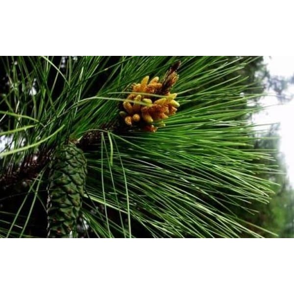 

Promo Daun Pinus Segar Paket Hemat 250 gram Berkhasiat