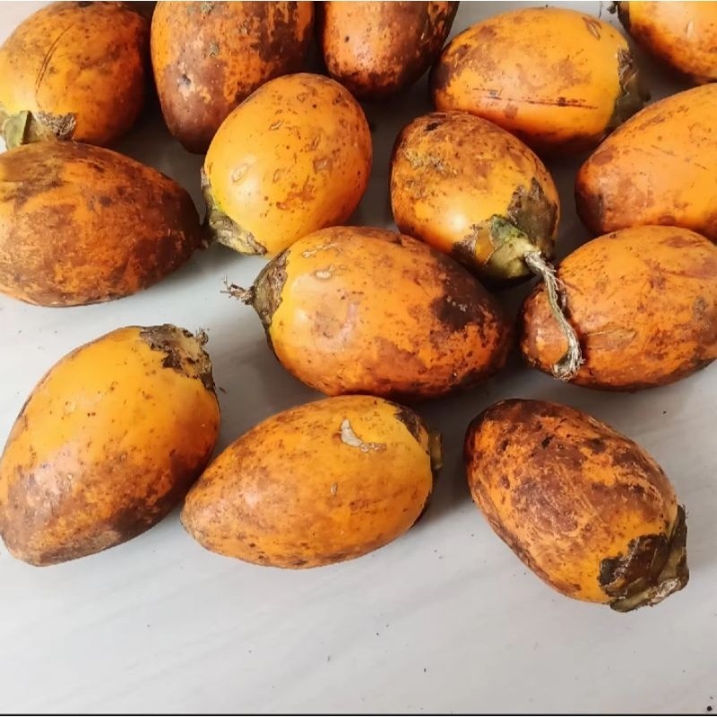 

New BUAH PINANG TUA SEGAR FRESH COD