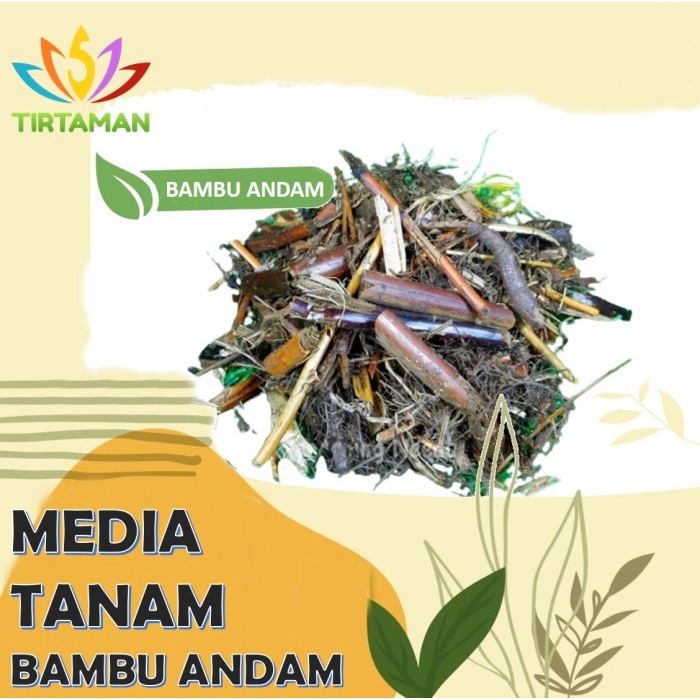 Media Tanam Andam  Daun Bambu Andam  Media Tanam Aglonema