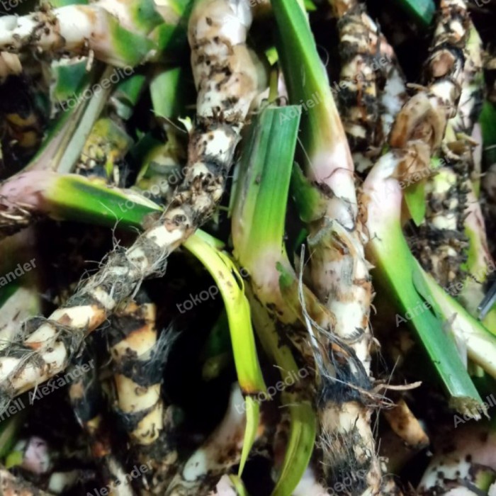 

Promo Bisa COD Akar Dlingo Jeringo Jerangau segar 1kg