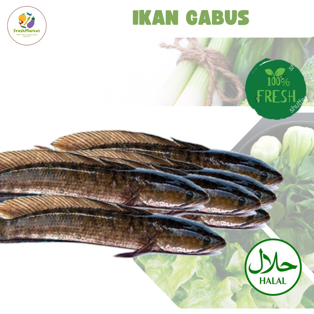 

Ikan Gabus Segar Bersih 1 Kg Freshmarketlampung