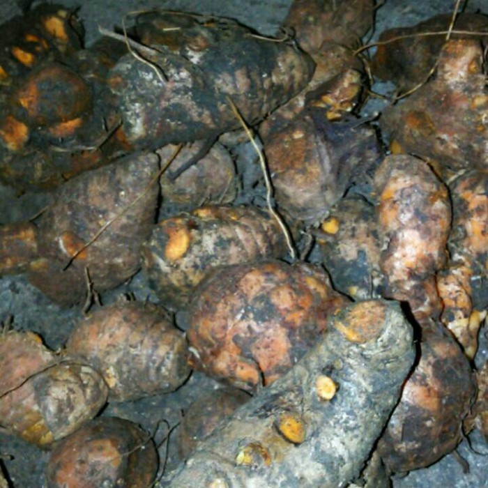 

biang | bonggol | induk | jamu | obat kunyit=kunir segar/basah/fresh