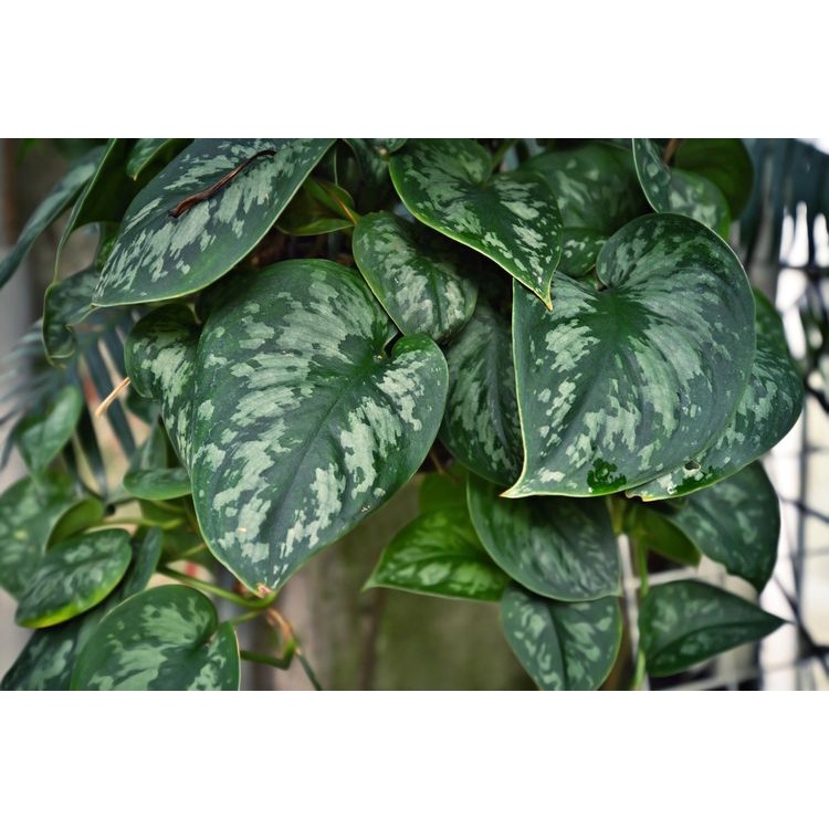 Tanaman Hias sirih lurik (Scindapsus Exotic )Sirih Susu + Turus Penyangga