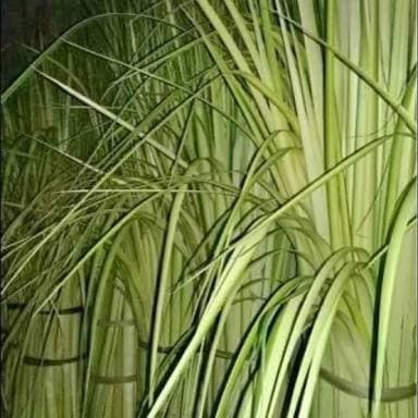 

Bisa cod Janur kelapa atau dsun kelapa muda