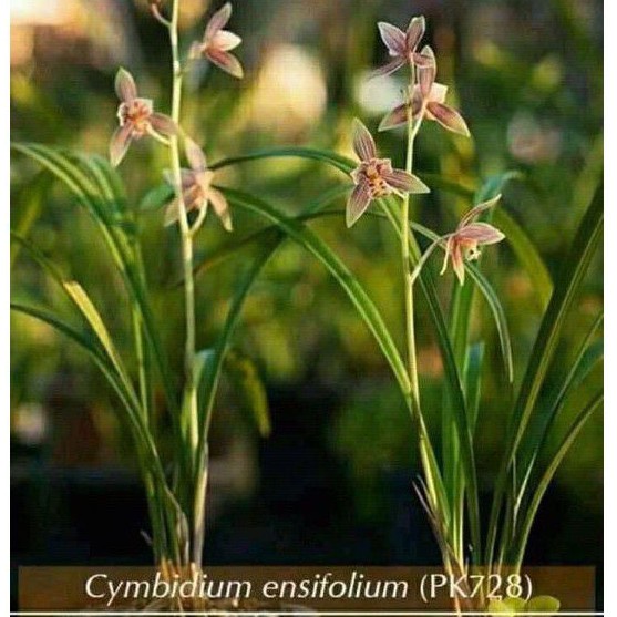 Bisa COD cymbidium ensifolium/anggrek tanah kuning/anggrek tanah cantik Terlaris