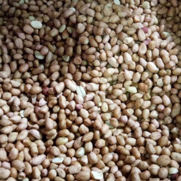 

kacang tanah mentah 1 kg