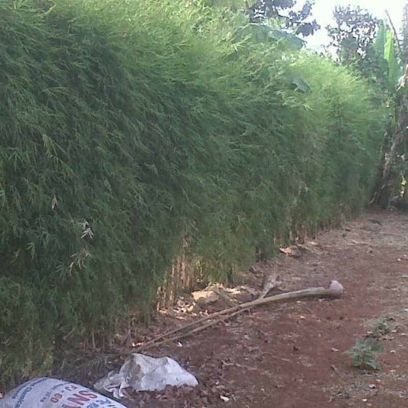 COD Bibit Bambu Jepang Bambu hias mini tanaman bambu jepang siap tanam