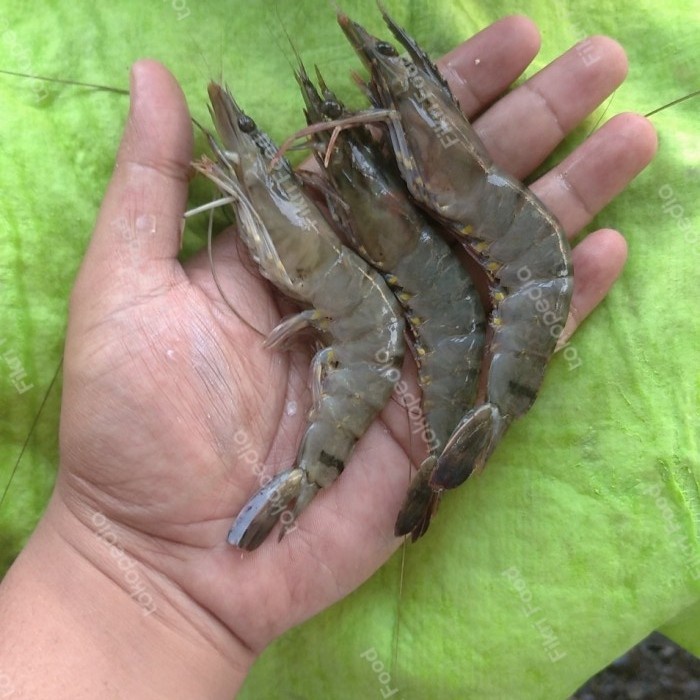 

Udang Pancet / Windu / Tiger AK 40-45 Segar Fresh