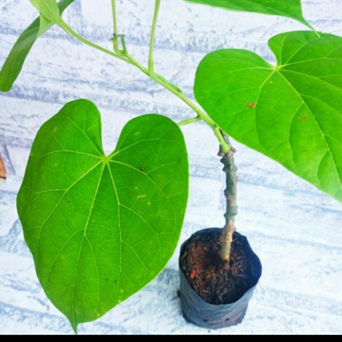 Bibit Tanaman Brotowali Herbal/ Bibit Brotowali Antawali Toga