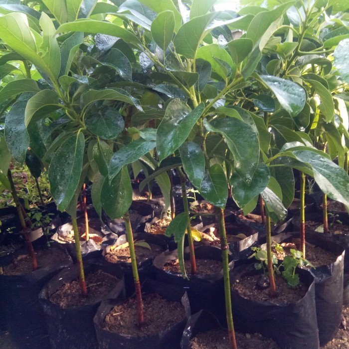 Bibit tanaman buah alpukat Kelud Tinggi 1 meter super jumbo