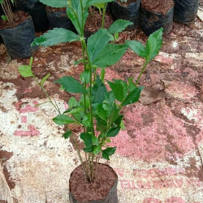 tanaman pagar teh tehan / pohon teh tehan