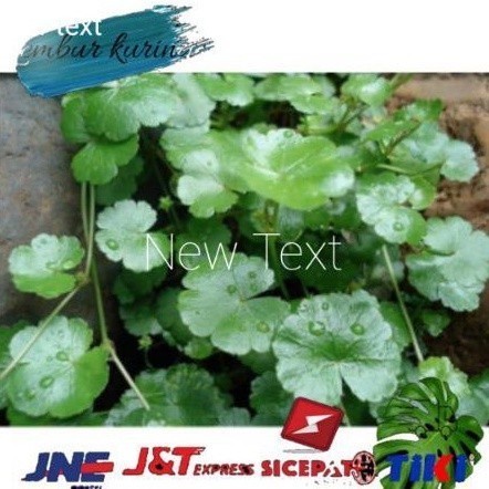 

New Promo Daun Pegagan Segar atau Antanan atau Semanggi Gunung 500 gram COD