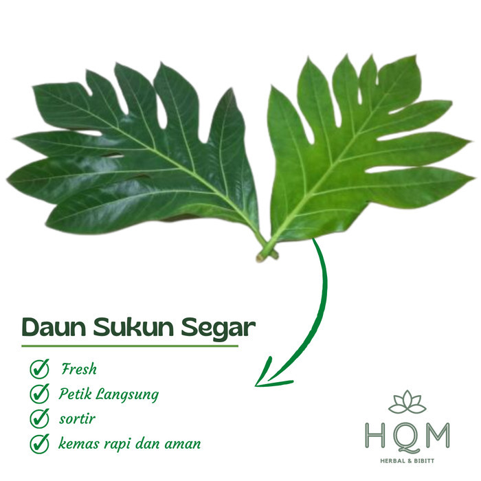 

daun sukun segar untuk obat herbal