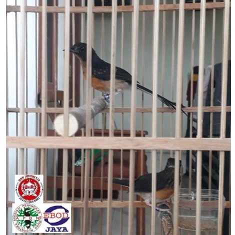 Murai Trotol Sepasang Jantannya Ring Apbn + sertifikat