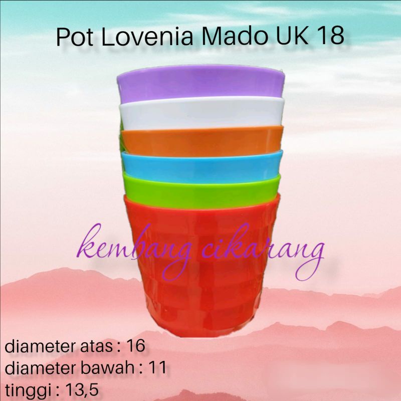 (1pc) LOVENIA MADO 18 (16cm) : pot bunga putih bersih pot dan ungu cantik