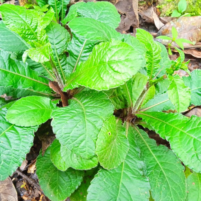 

BISA COD Daun Tapak Liman segar per kg