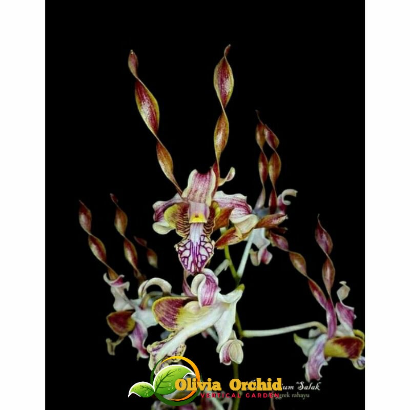 ANGGREK DENDROBIUM DENDRO ANGGREK (DEWASA) Anggrek Dendrobium Salak Dewasa