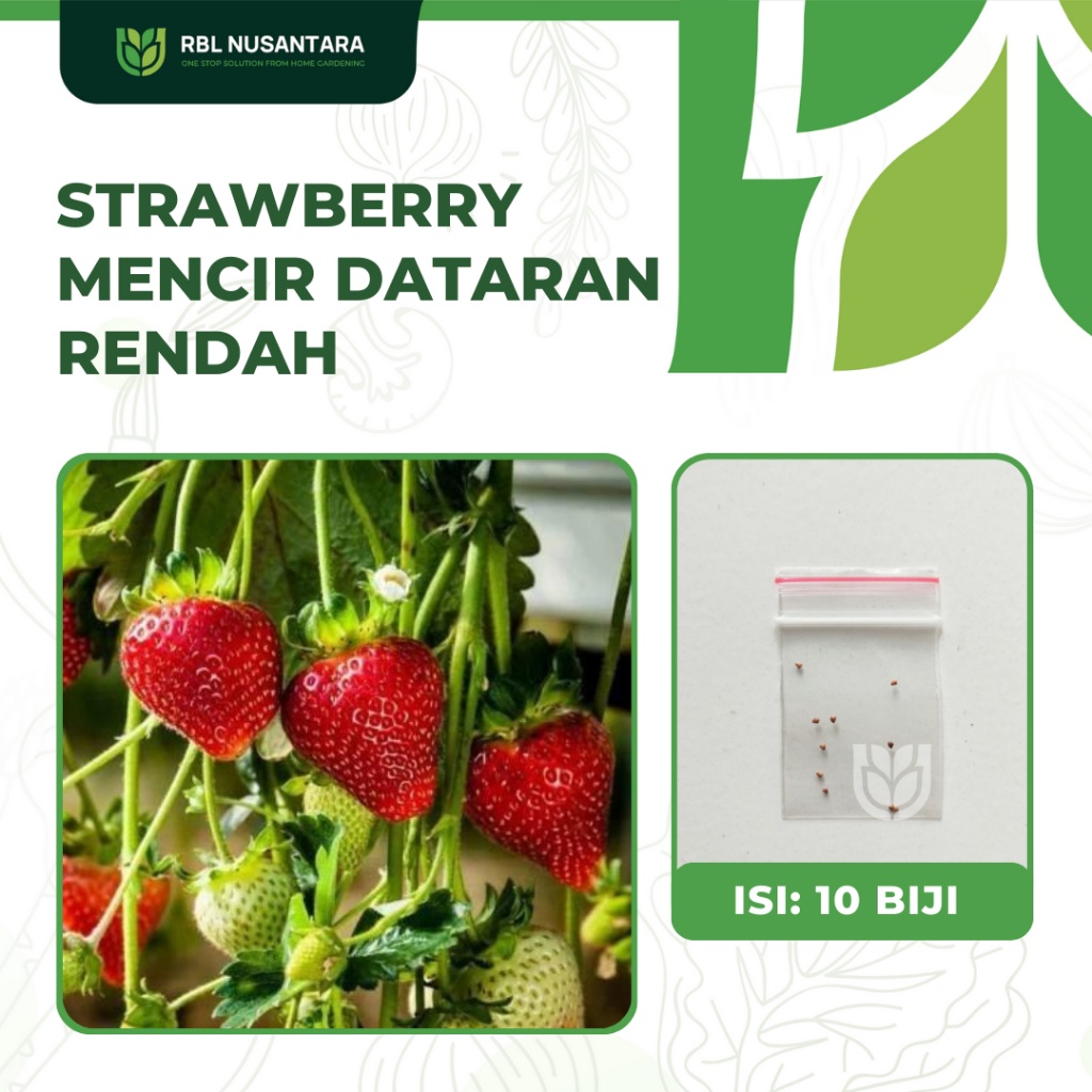Benih Buah-buahan: 10 Benih Strawberry Mencir Dataran Rendah Kualitas Unggul
