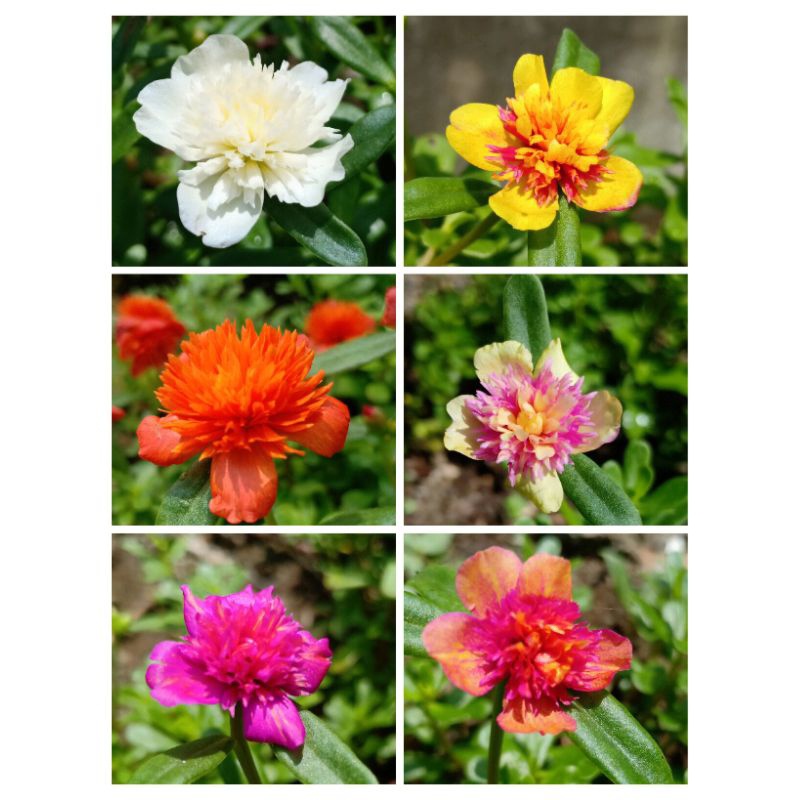 Paket Stek Krokot Jambul 6 Warna Bunga Pukul Sembilan Mossrose