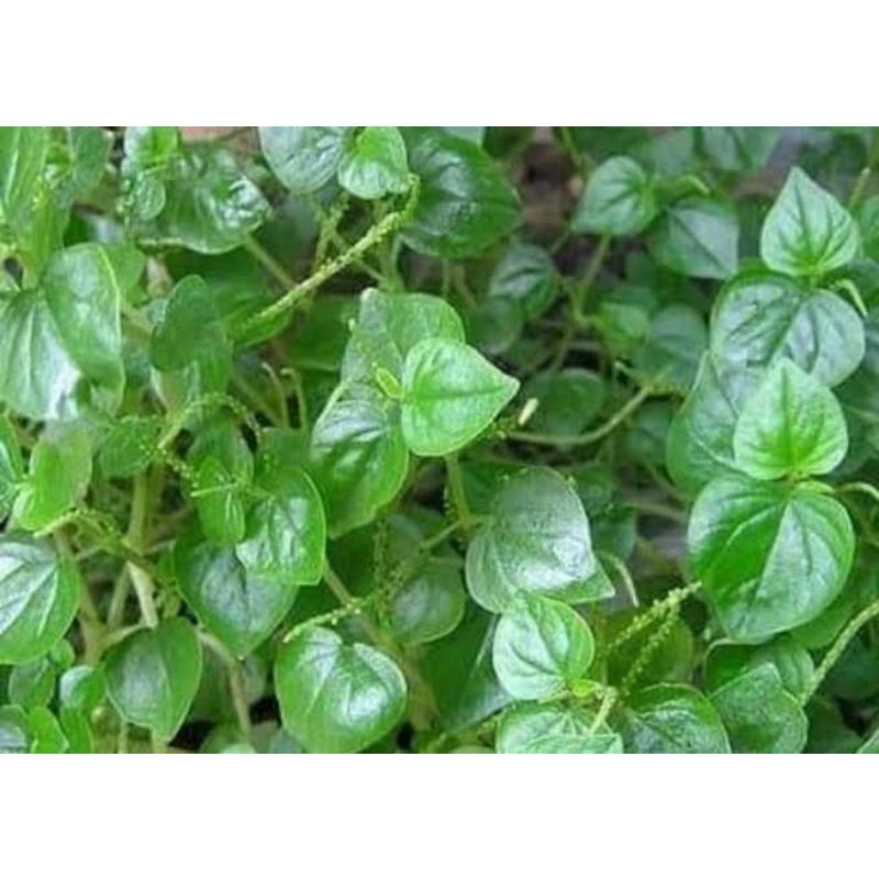 Daun Sirih Cina 1kg Ketumpang Air Segar