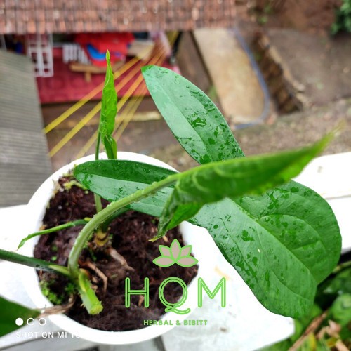 Keladi Hias Berduri - alocasia cyrtosperma - Tanaman Hias langka