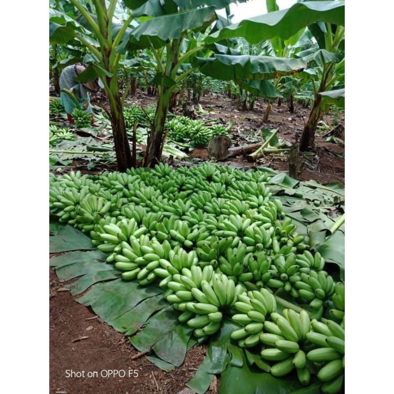 COD UNGGUL , Jual Bibit Pisang Kirana Mas, Jual Bibit Pisang Mas Kirana