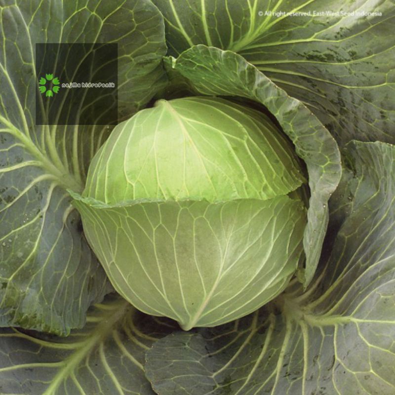 15 Butir Benih Kubis Talenta Repacking (Panah Merah)