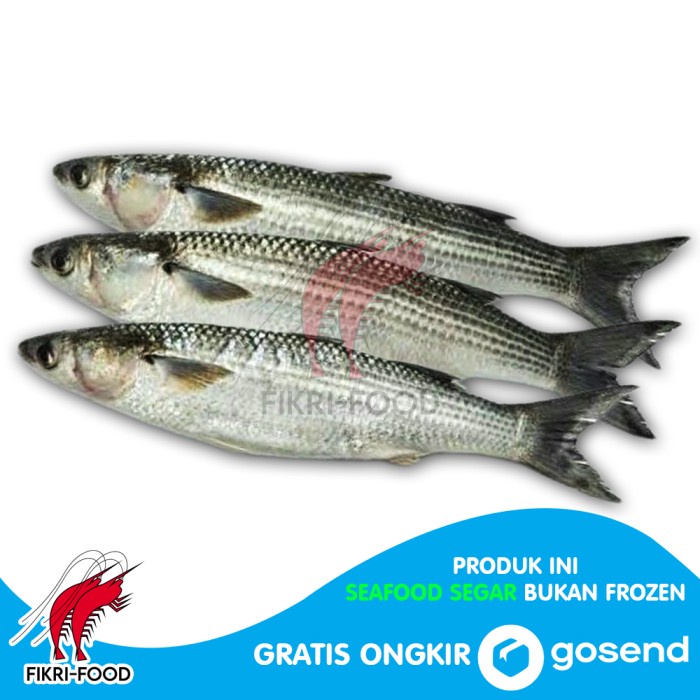 

Ikan Belanak Ikan Laut Segar