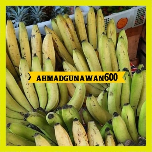 Bibit Pisang Ambon Kuning Super