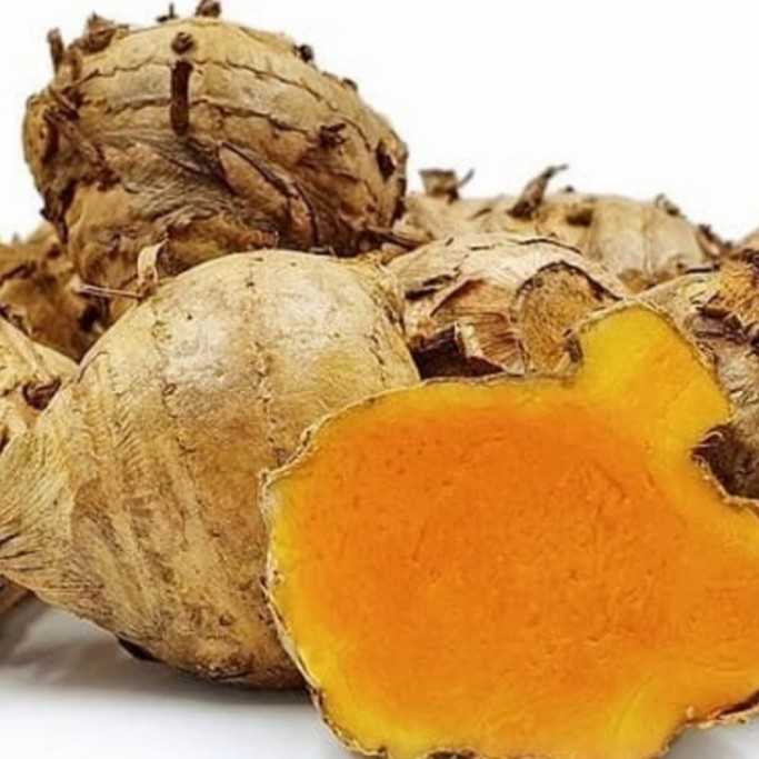 

temulawak segar organik temulawak d ambil dari alam