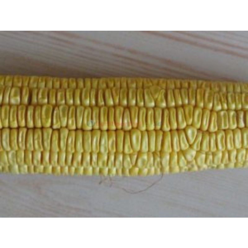 1KG BENIH BIBIT JAGUNG MANIS SUPER UNGGUL