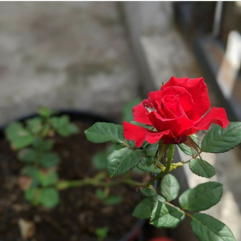 Tanaman Hias Bunga Mawar Merah Kuncup/Berbunga