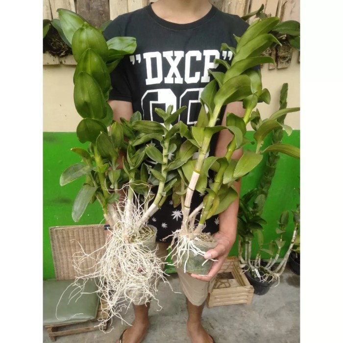 Murah anggrek dendrobium jumbo anggrek dendrobium murah