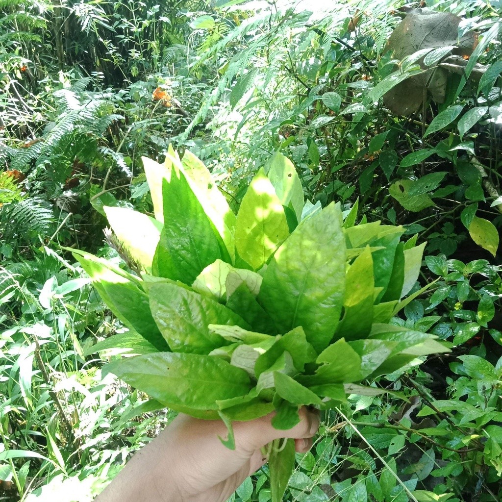 

Lalapan daun Rendeu segar/500gram
