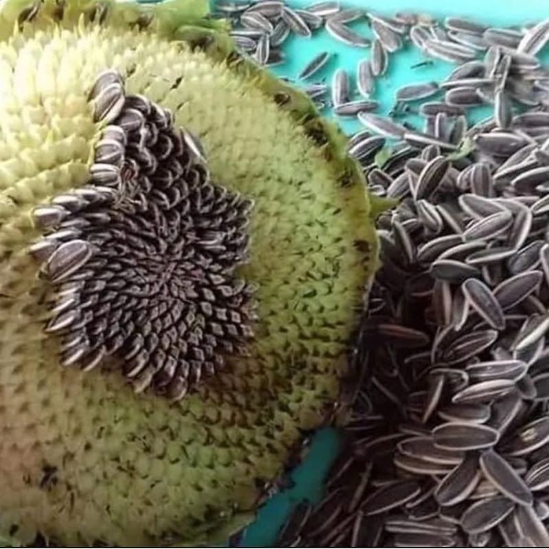 PROMO  125+ BENIH BUNGA MATAHARI BESAR JAWI JAWI