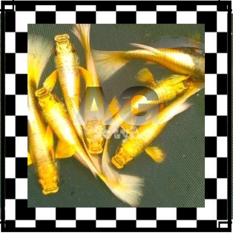 ISI AQUARIUM GUPPY GOLD BETINA