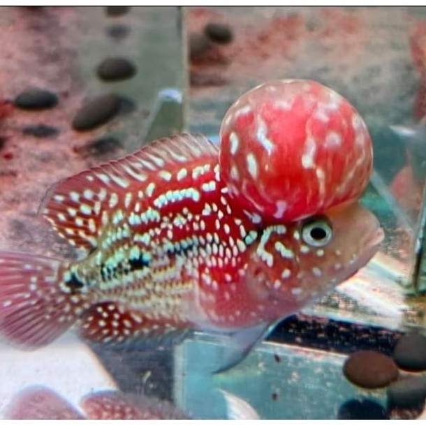 Promo Besar 3.5 cm Burayak louhan Jenong F2 Red Louhan DUNIA IKAN