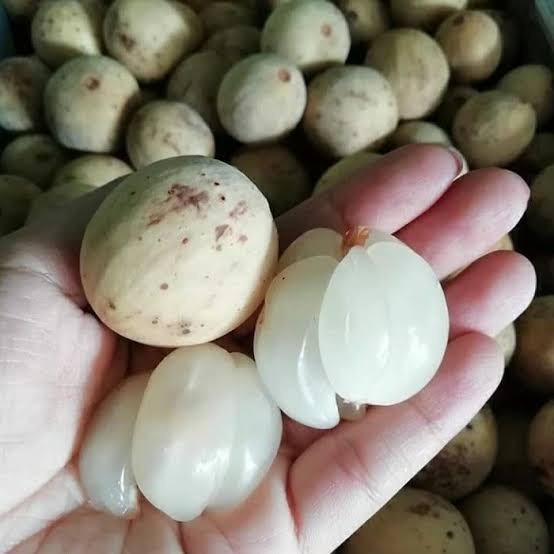 _Shopelite Bibit Duku Tanpa Biji Super Cepat Berbuah Bibit Tanaman Buah Duku Tanpa Biji Unggul