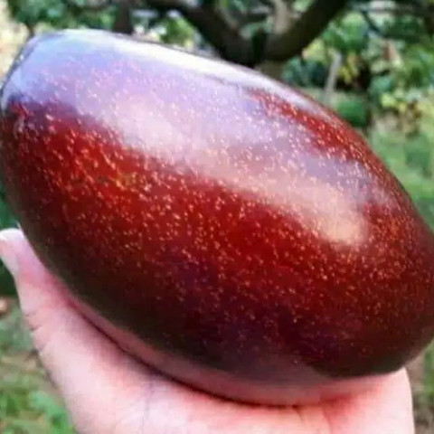 BIBIT ALPUKAT RED VIETNAM OKULASI ASLI, BIBIT BUAH ALPUKAT RED VIETNAM