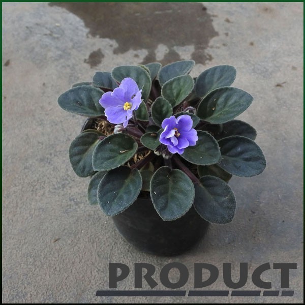 Tanaman hias Violces bunga biru (African violets blue delft)