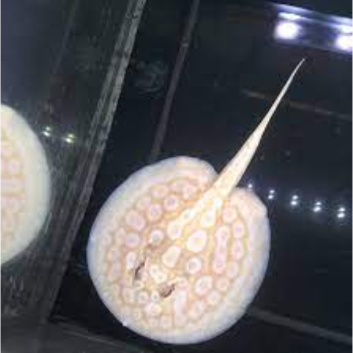 Ikan Pari Albino Ikan Hias Aquarium Aquascape Per Ekor