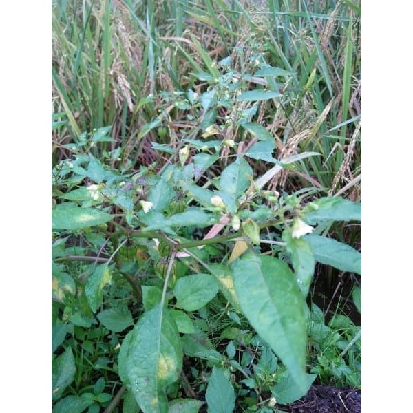 

Promo DAUN CIPLUKAN SEGAR CECENET BUKAN KERING