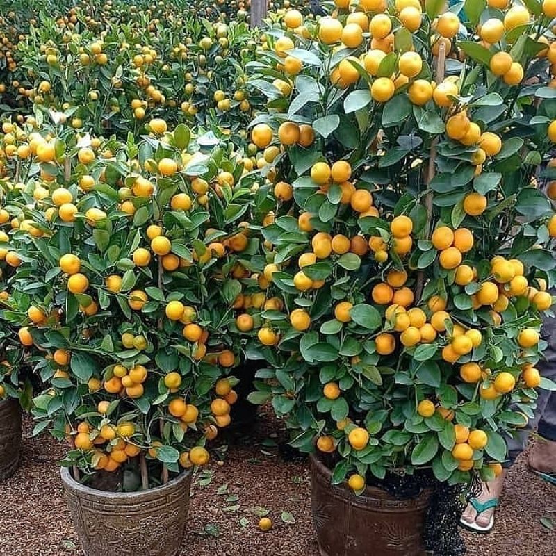 Bibit jeruk santang murah - Tanaman Buah Store