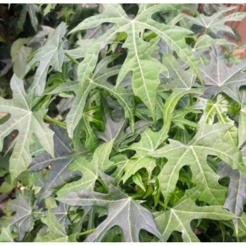 

jual daun gedi peres/500gr