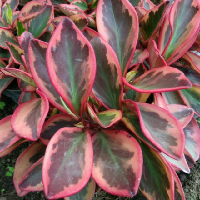 peperomia merah - tanaman hias teras peperomia merah